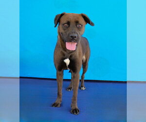 SHADOW - Female Labrador Retriever-Unknown Mix Dog for Adoption - Photo #2