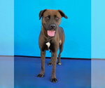 Small Photo #2 Labrador Retriever-Unknown Mix Puppy For Sale in Pasadena, CA, USA