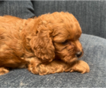 Puppy Orvey Cockalier-Poodle (Toy) Mix