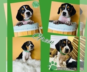 Beagle Puppy for sale in HIALEAH, FL, USA