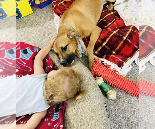 Medium Photo #5 Boxer-Mountain Cur Mix Puppy For Sale in Germantown, OH, USA