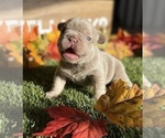 Puppy 2 French Bulldog