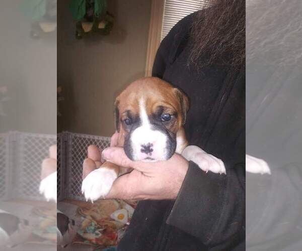 Medium Photo #1 Boxer Puppy For Sale in ELGIN, MN, USA
