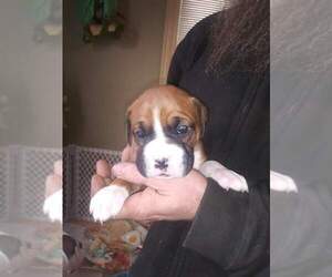 Boxer Puppy for sale in ELGIN, MN, USA