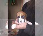 Small Photo #1 Boxer Puppy For Sale in ELGIN, MN, USA