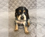 Small #9 Beagle