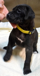 Great Dane Puppy for sale in KEIZER, OR, USA