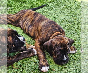 Boxer-Neapolitan Mastiff Mix Dogs for adoption in Costa Mesa , CA, USA