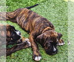 Small Boxer-Neapolitan Mastiff Mix
