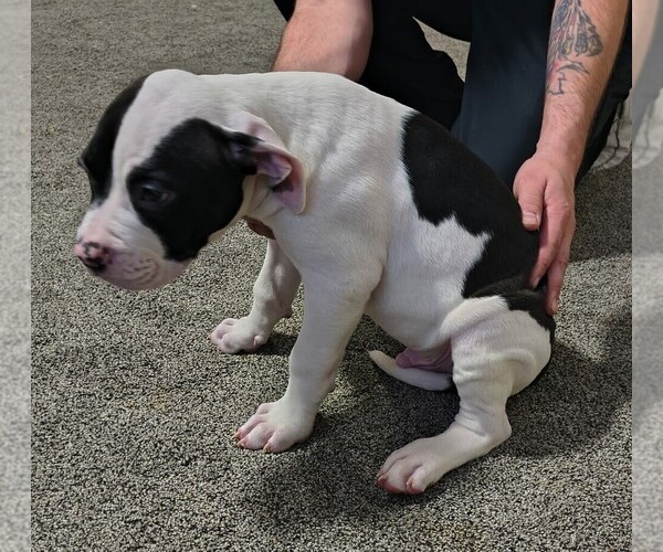 Medium Photo #2 American Bulldog Puppy For Sale in BLUE SPRINGS, MO, USA