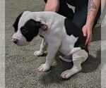 Small #1 American Bulldog
