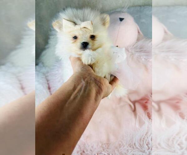 Medium Photo #11 Pomeranian Puppy For Sale in PALM BEACH, FL, USA