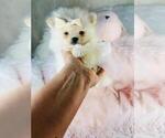 Small #10 Pomeranian