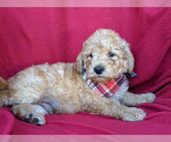 Medium Photo #5 Labradoodle Puppy For Sale in WILLOW STREET, PA, USA