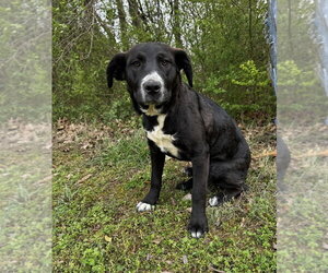 Collie-Unknown Mix Dogs for adoption in Boston, MA, USA