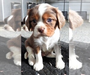 Cavalier King Charles Spaniel Litter for sale in CARLISLE, KY, USA