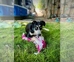 Small #1 Huskies  Mix