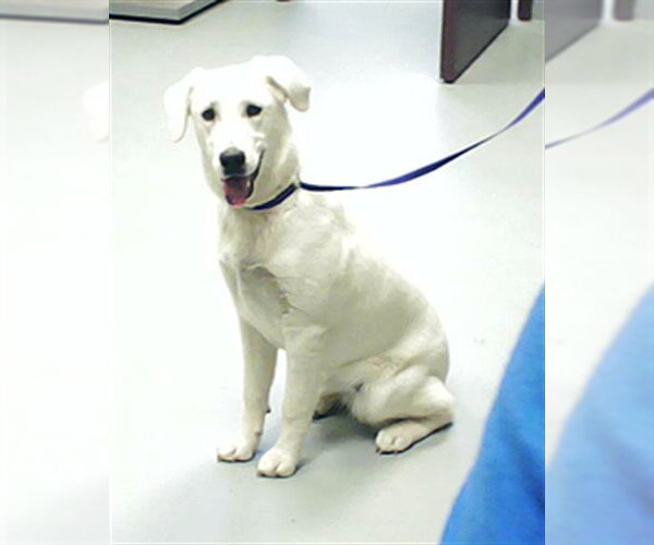 Medium Photo #1 Labrador Retriever-Unknown Mix Puppy For Sale in Fayetteville, NC, USA