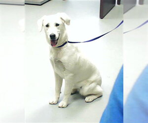 Labrador Retriever-Unknown Mix Dogs for adoption in Fayetteville, NC, USA
