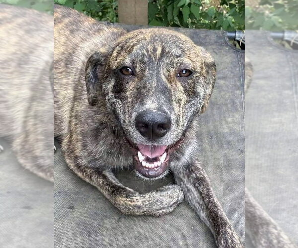 Medium Photo #3 Holland Shepherd-Plott Hound Mix Puppy For Sale in Germantown, OH, USA
