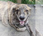 Small #2 Holland Shepherd-Plott Hound Mix