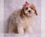 Small #5 Goldendoodle (Miniature)