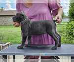 Small #6 Cane Corso