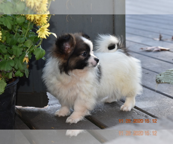Medium Photo #4 Pom-Shi Puppy For Sale in DINWIDDIE, VA, USA