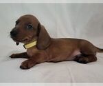 Puppy Yellow Male Dachshund