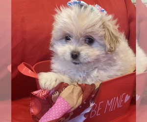 Shiranian Puppy for sale in QUINCY, MA, USA