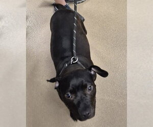 Mutt Dogs for adoption in Decatur, IL, USA