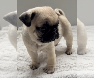 Pug Puppy for sale in EDWARDSBURG, MI, USA