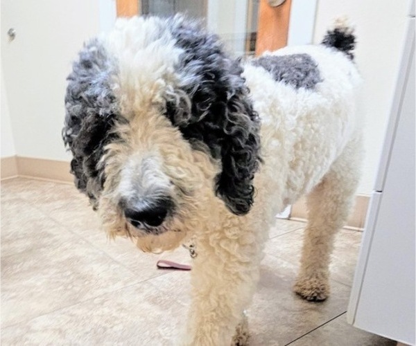 Medium Photo #22 Saint Berdoodle Puppy For Sale in BRUSH PRAIRIE, WA, USA