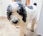 Small #21 Saint Berdoodle