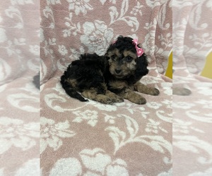 Vizsla Puppy for sale in RANDOLPH, MA, USA