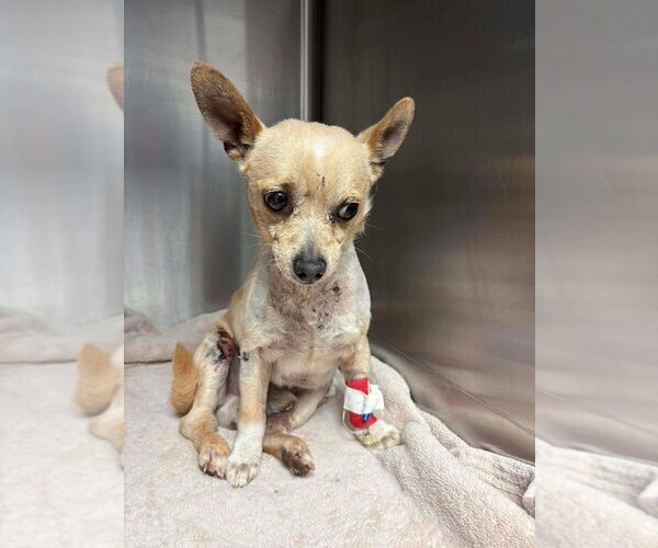 Medium Photo #3 Chihuahua Puppy For Sale in New York, NY, USA