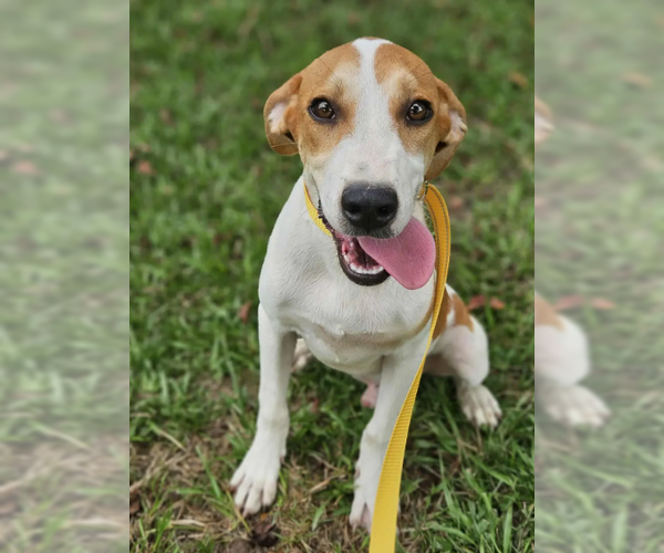 Medium Photo #1 Mutt Puppy For Sale in Wakefield, RI, USA