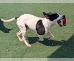 Small #3 American Pit Bull Terrier-Labrador Retriever Mix