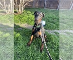 Small Photo #2 Doberman Pinscher Puppy For Sale in ROCKWALL, TX, USA
