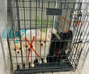 Pomeranian Puppy for sale in PALMDALE, CA, USA