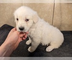 Small Photo #6 Golden Retriever Puppy For Sale in WOOSTER, OH, USA