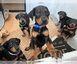 Doberman Pinscher Puppy for sale in RANCHO CUCAMONGA, CA, USA