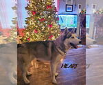 Small #3 Siberian Husky