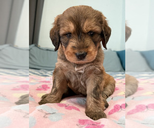 Golden Mountain Doodle Puppy for sale in VENTURA, CA, USA
