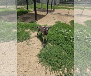 Mutt Dogs for adoption in Maquoketa, IA, USA