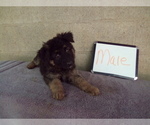Small #2 German Shepherd Dog