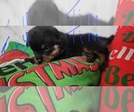 Small #4 Rottweiler
