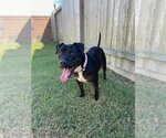 Small #28 American Pit Bull Terrier Mix