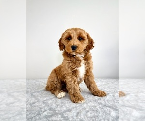 Goldendoodle (Miniature) Puppy for sale in GREENFIELD, IN, USA