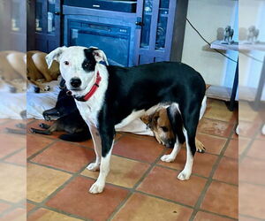 American Pit Bull Terrier-Border Collie Mix Dogs for adoption in Mesa, AZ, USA